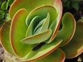 paddle plant